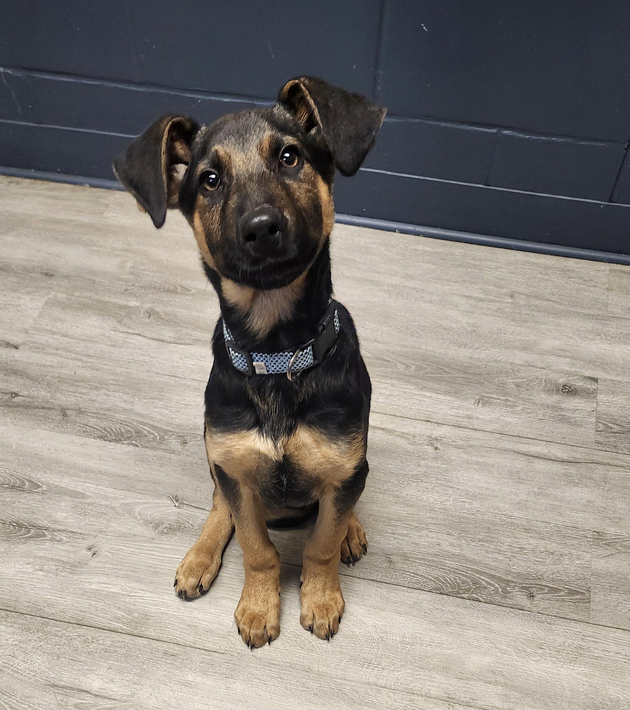 Breadsticks thumbnail 3