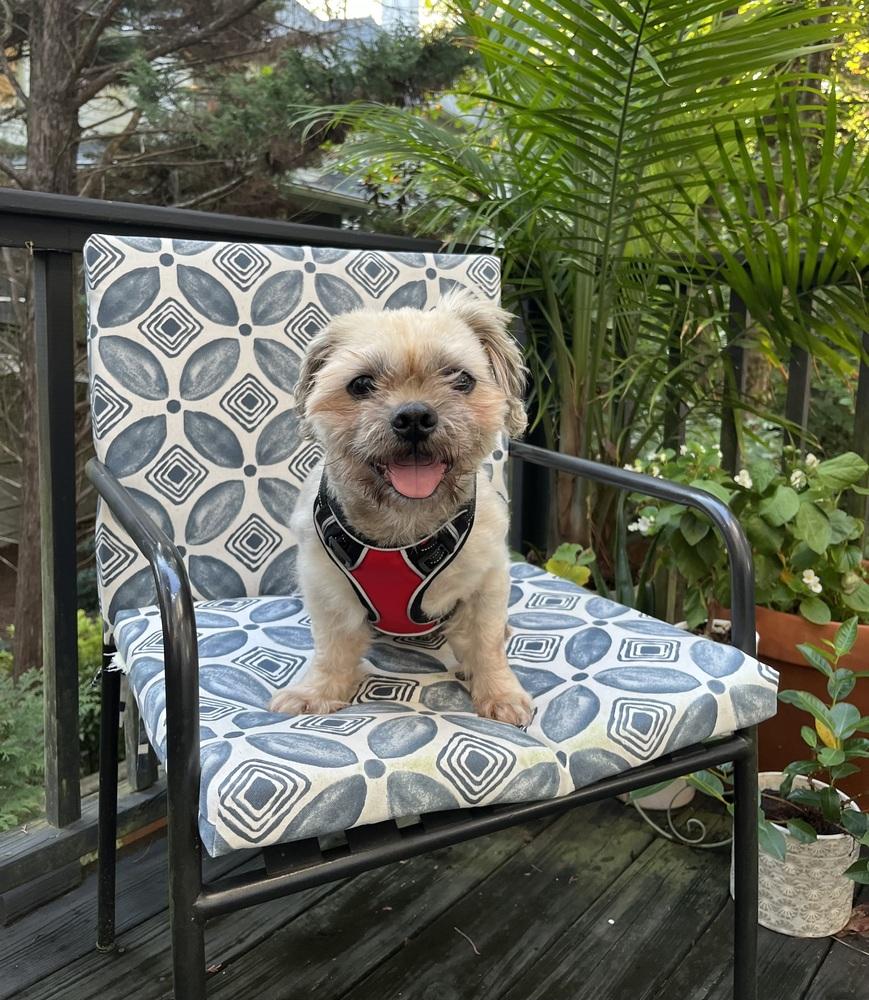 Sebastian, Adoptable, Adult Male Shih Tzu.