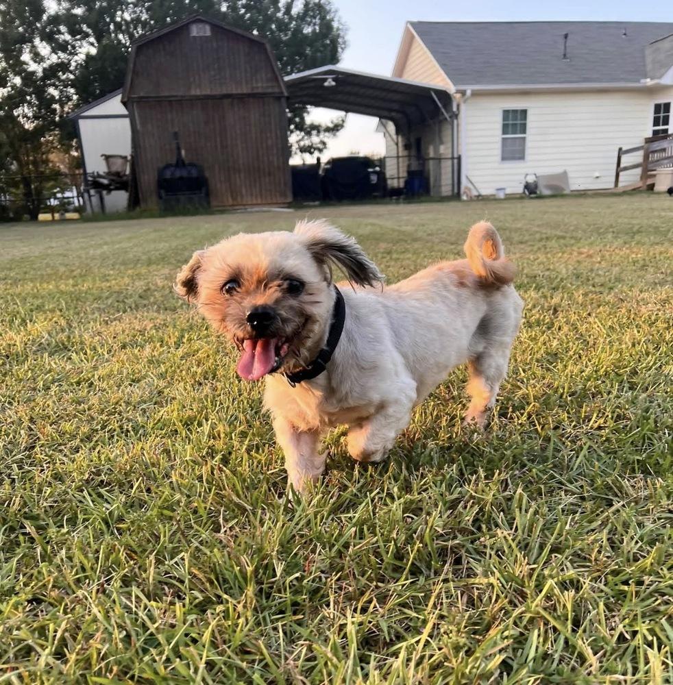 Enlarge Sebastian, a Adoptable Shih Tzu in Milton, GA image 2/6