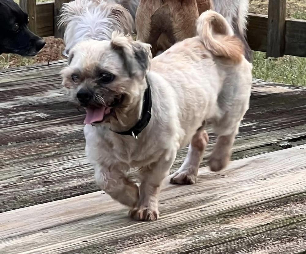 Enlarge Sebastian, a Adoptable Shih Tzu in Milton, GA image 3/6
