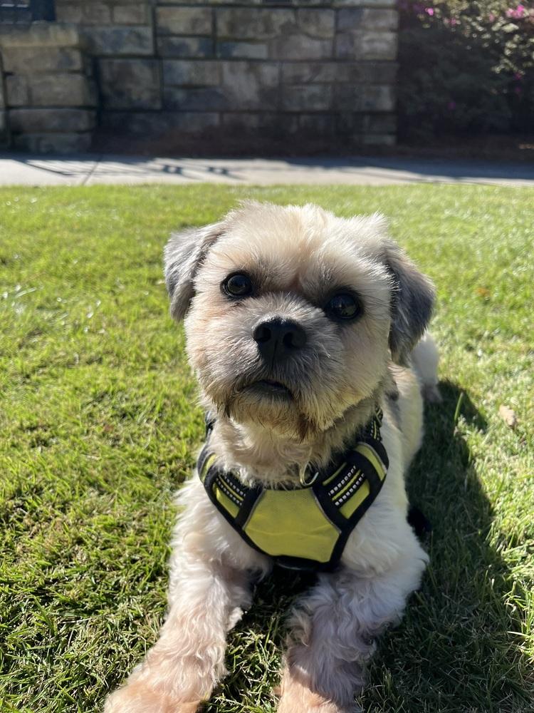 Enlarge Sebastian, a Adoptable Shih Tzu in Milton, GA image 4/6