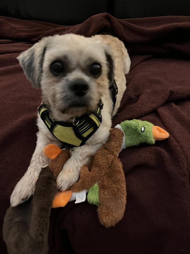 Enlarge Sebastian, a Adoptable Shih Tzu in Milton, GA image 5/6