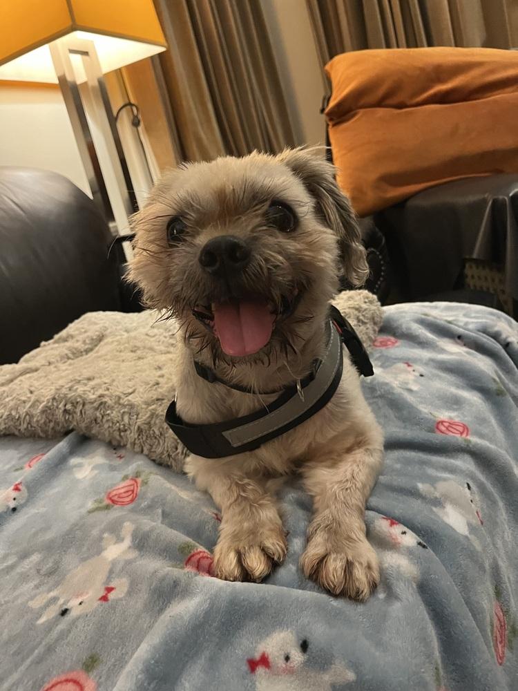 Enlarge Sebastian, a Adoptable Shih Tzu in Milton, GA image 6/6