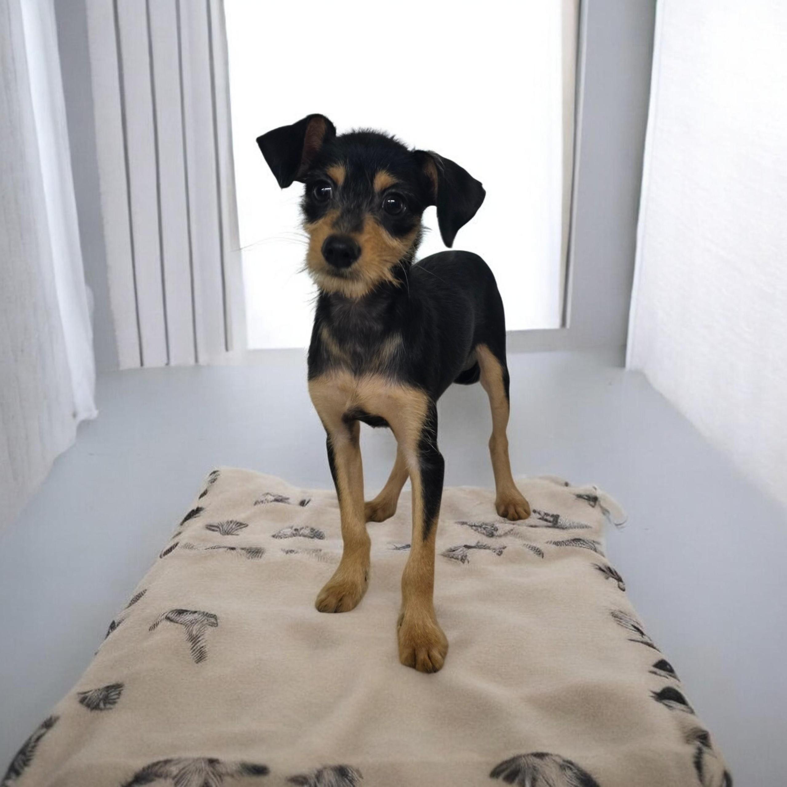Waffles, ADOPTABLE, Puppy Male Miniature Schnauzer.
