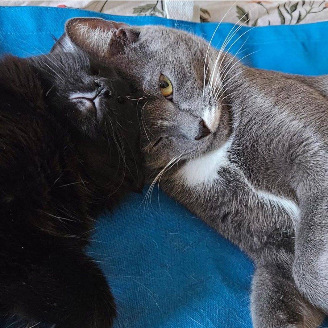 Tupac — thumbnail 3