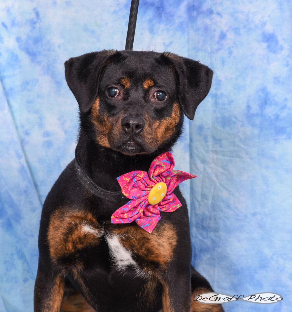 Enlarge Poppy, a Adopted Terrier in Pittsboro, NC image 1/2