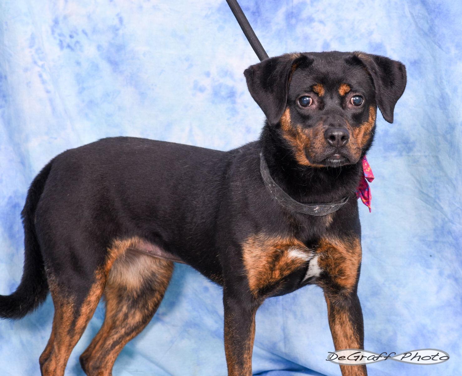 Enlarge Poppy, a Adopted Terrier in Pittsboro, NC image 2/2
