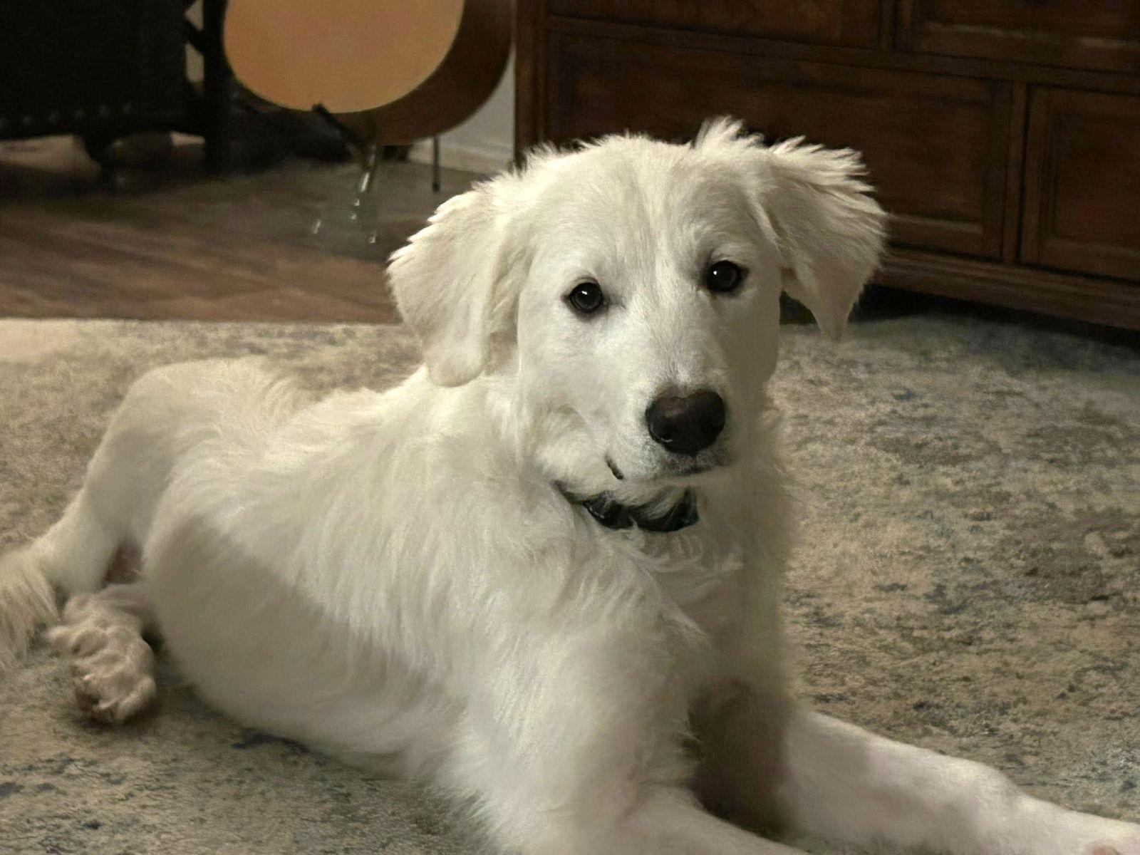 Anna, a Adoptable Great Pyrenees in Garland, TX image 1/3