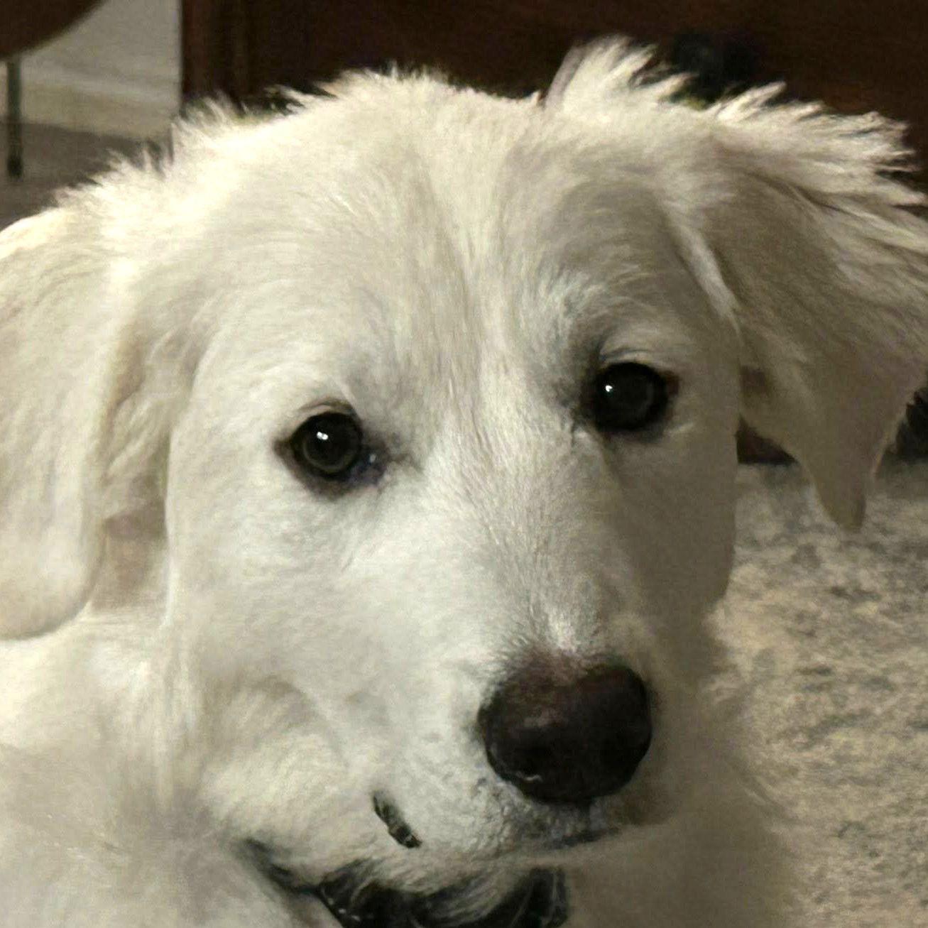 Anna, a Adoptable Great Pyrenees in Garland, TX image 2/3