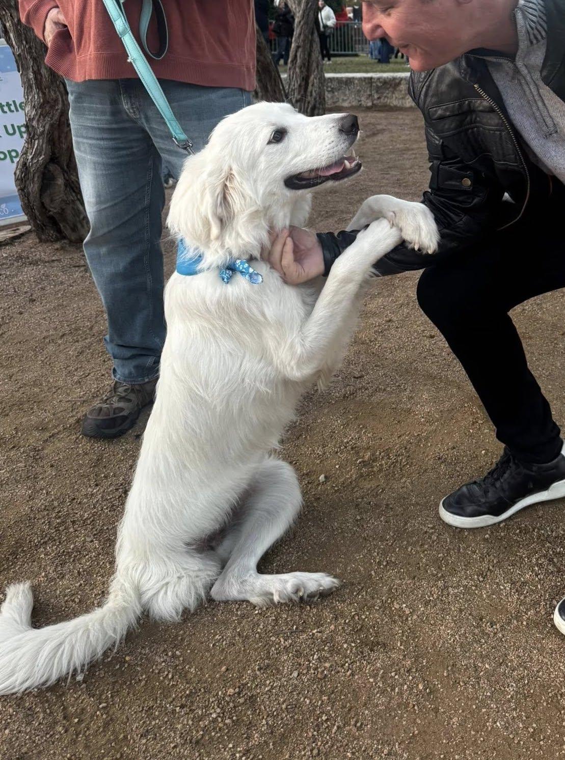 Enlarge Anna, a Adoptable Great Pyrenees in Garland, TX image 1/3