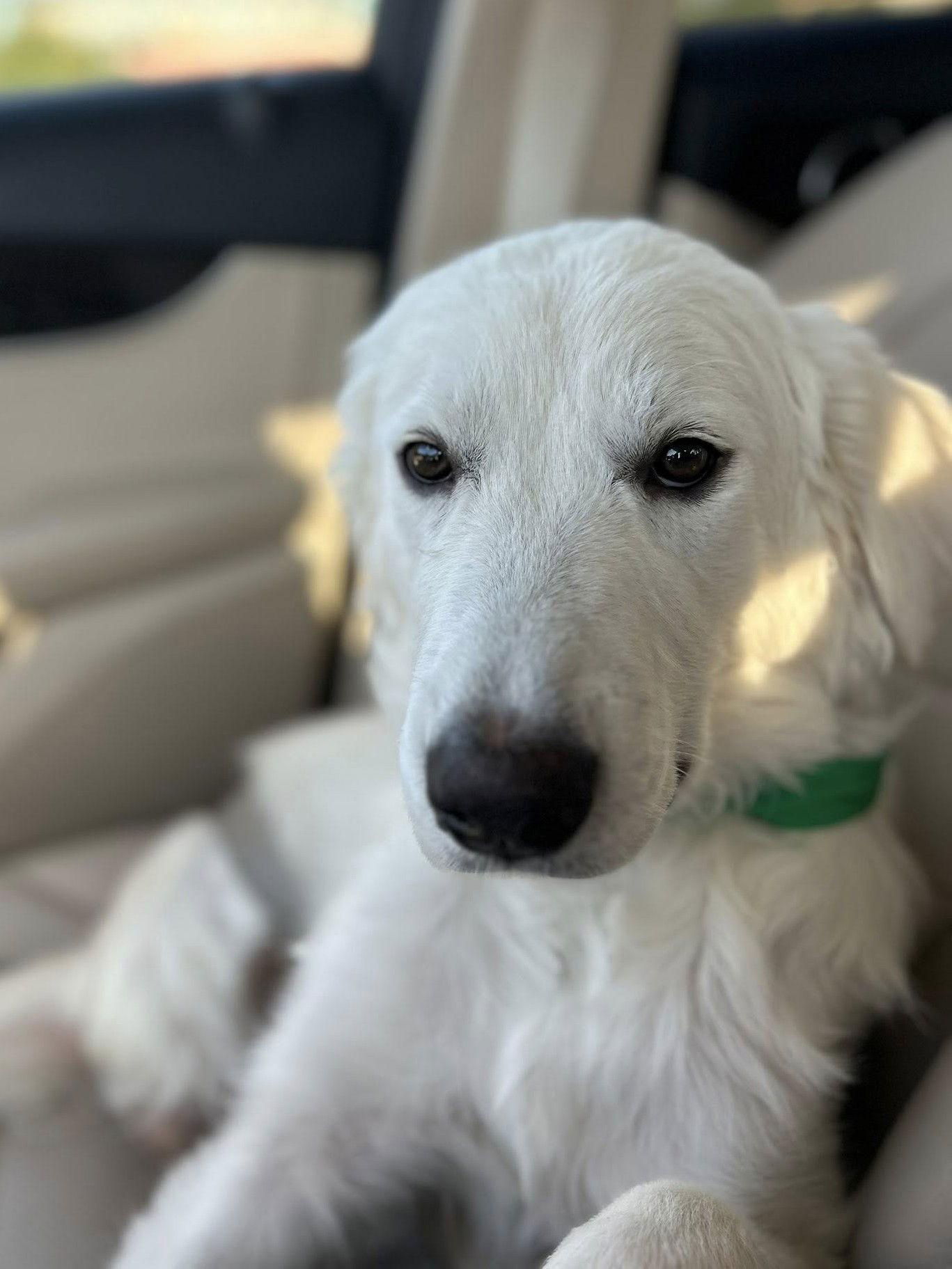Anna, a Adoptable Great Pyrenees in Garland, TX image 3/3