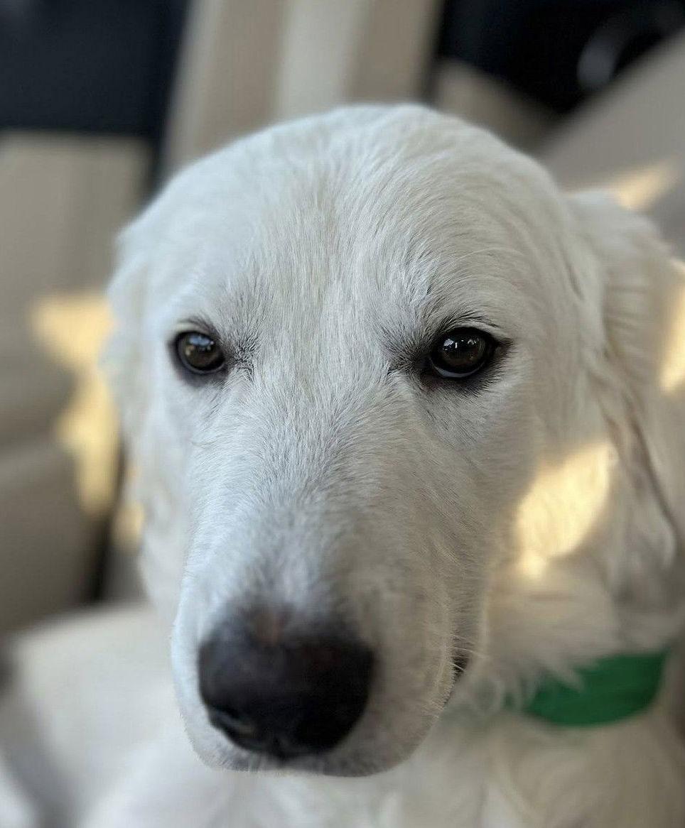 Enlarge Anna, a Adoptable Great Pyrenees in Garland, TX image 2/3