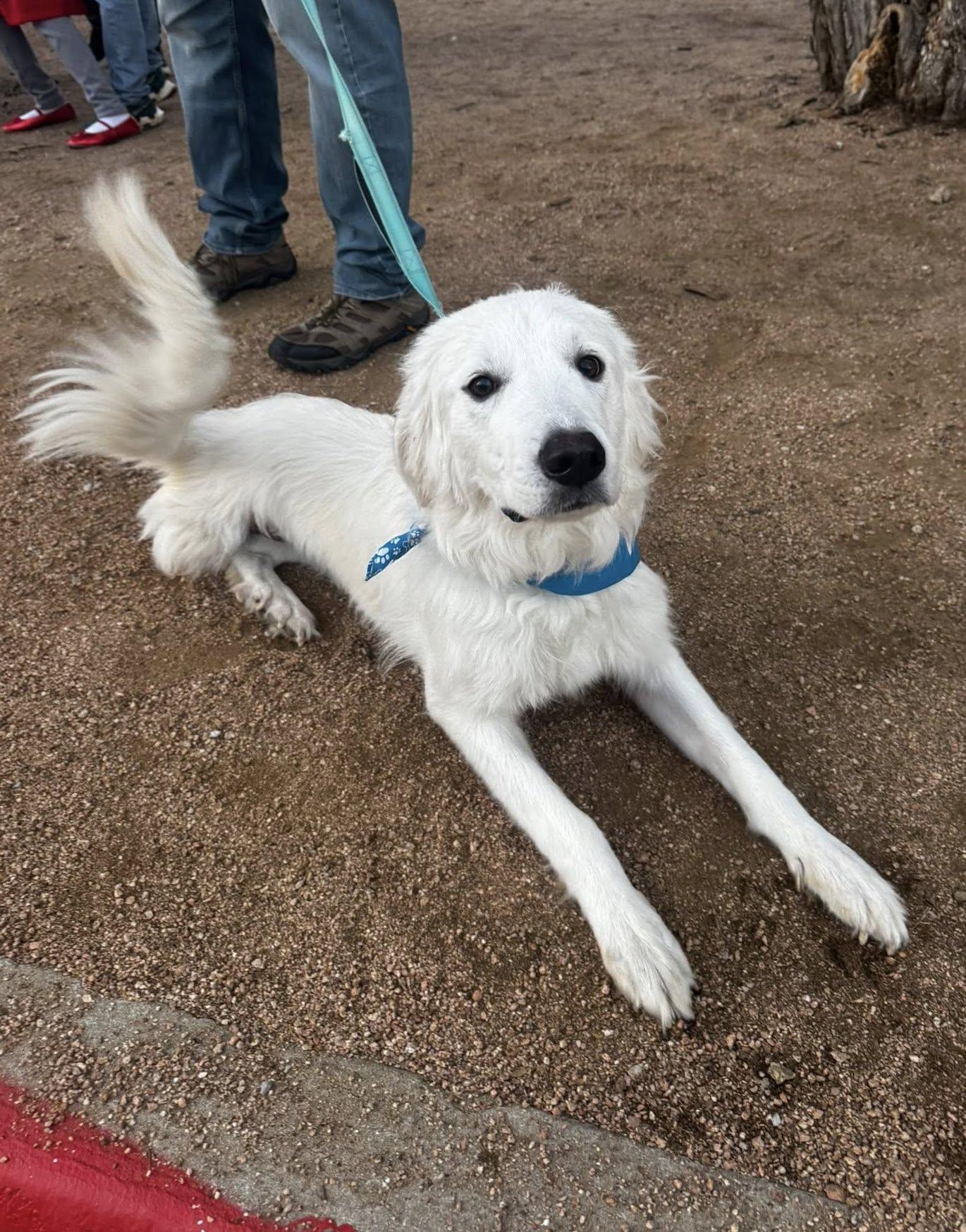 Enlarge Anna, a Adoptable Great Pyrenees in Garland, TX image 3/3