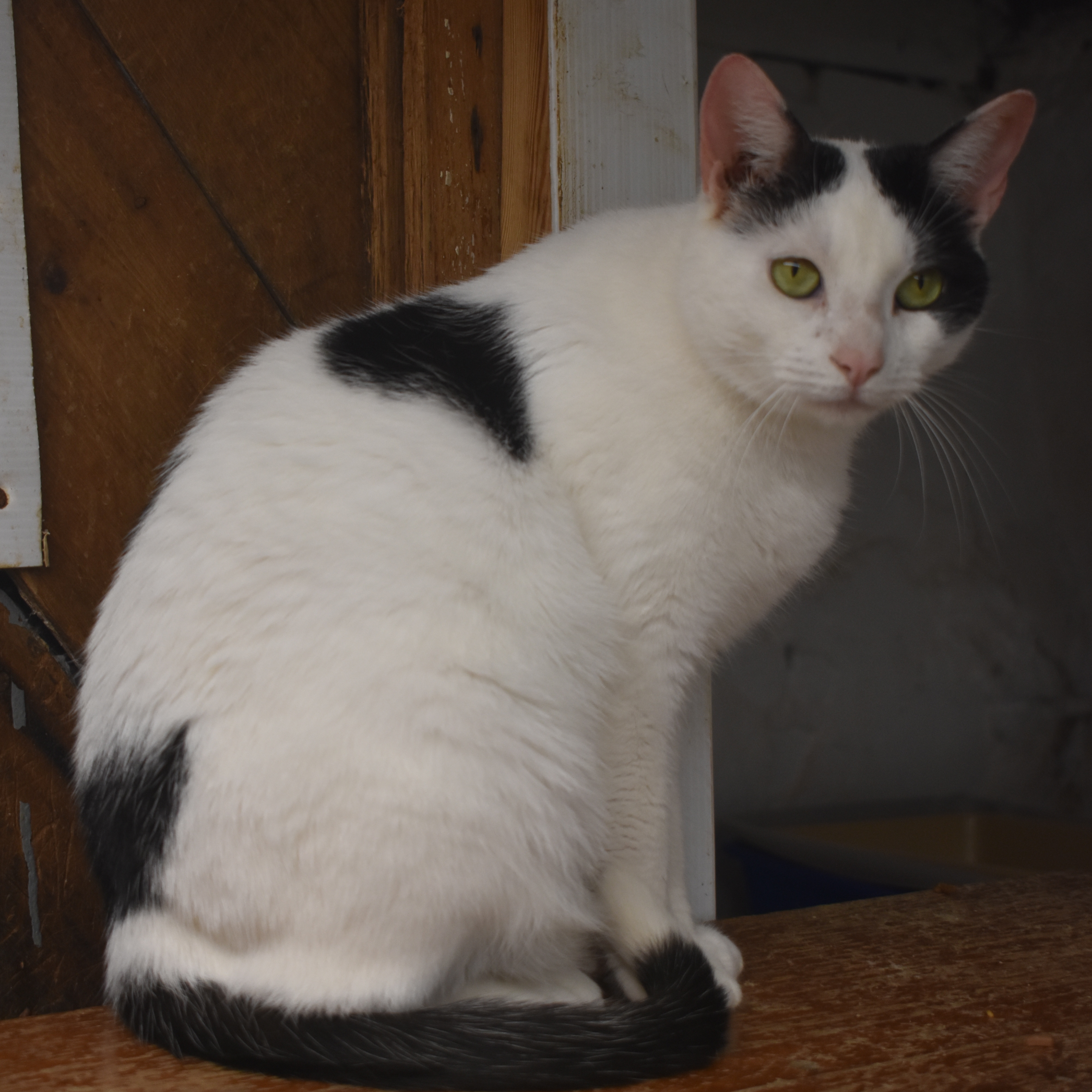 RICKY LEE - GOOFY LITTLE GIRL, a Adoptable Domestic Short Hair in New York, NY image 2/4