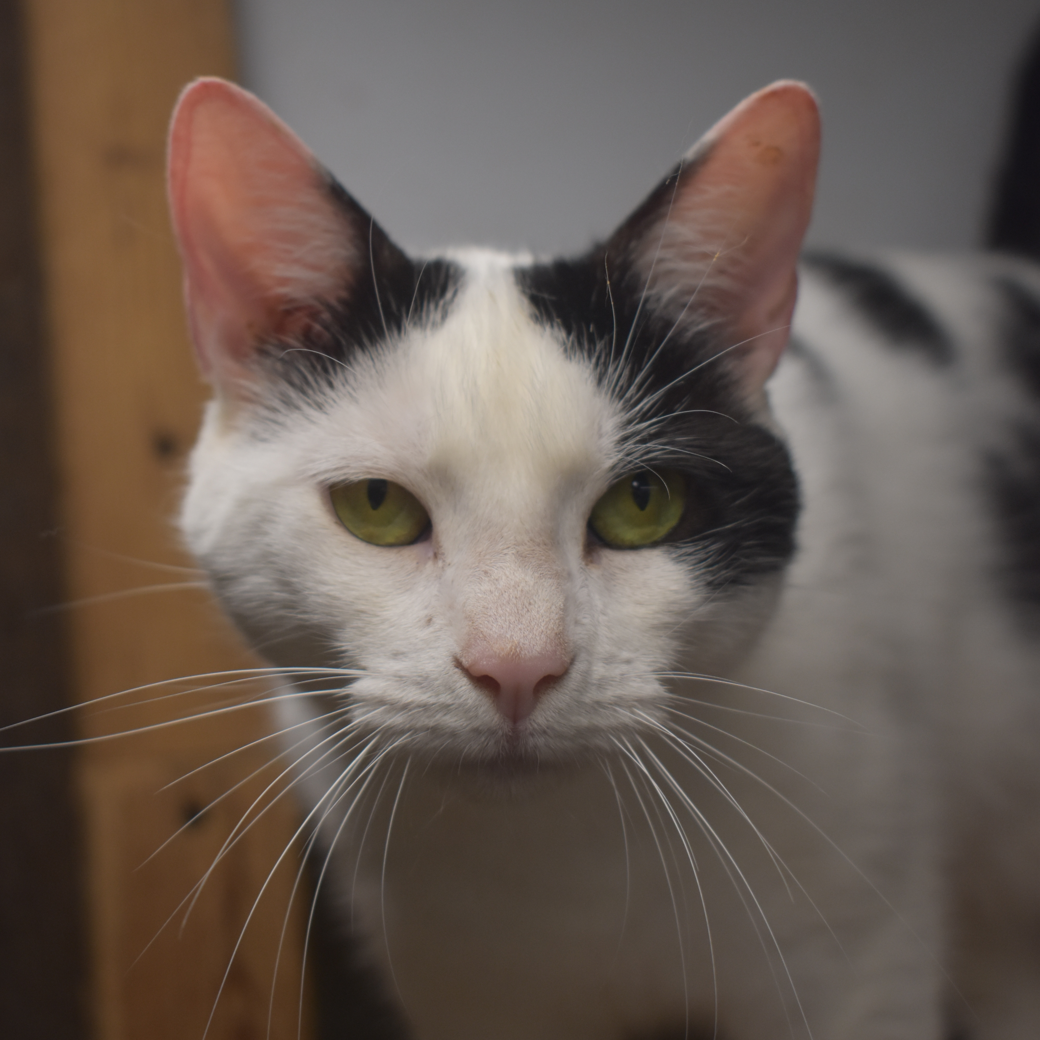 RICKY LEE - GOOFY LITTLE GIRL, a Adoptable Domestic Short Hair in New York, NY image 3/4