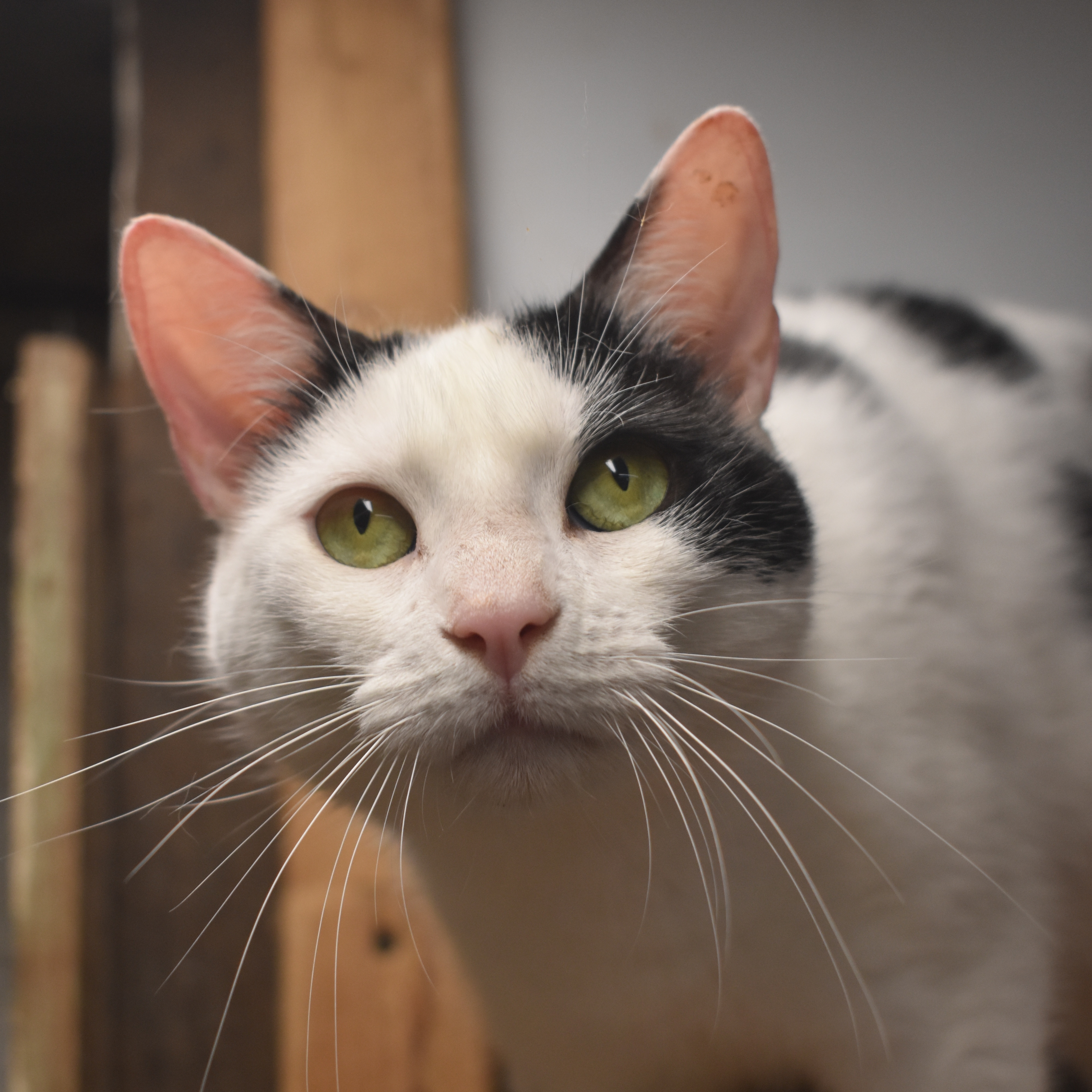 RICKY LEE - GOOFY LITTLE GIRL, a Adoptable Domestic Short Hair in New York, NY image 1/4