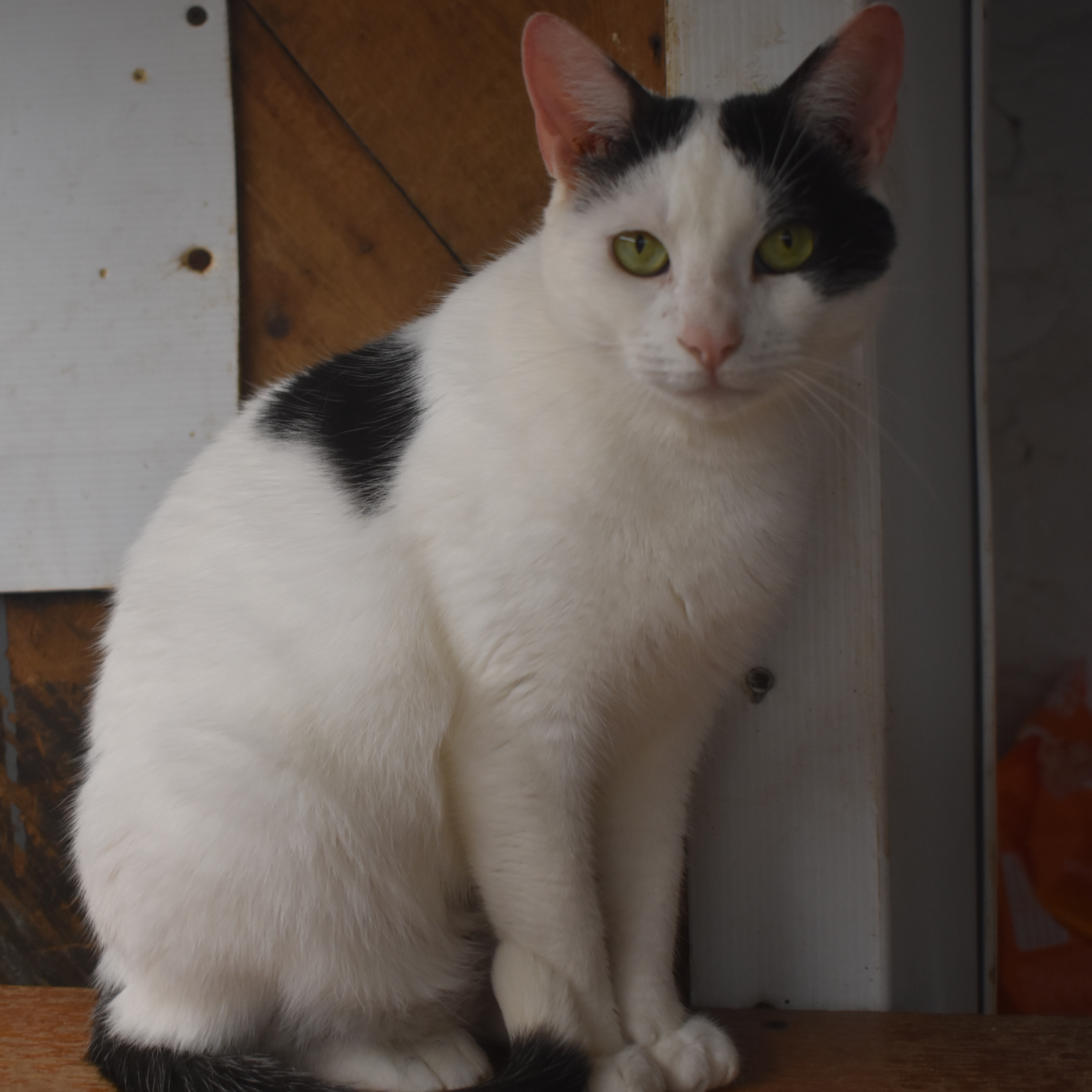 RICKY LEE - GOOFY LITTLE GIRL, a Adoptable Domestic Short Hair in New York, NY image 4/4