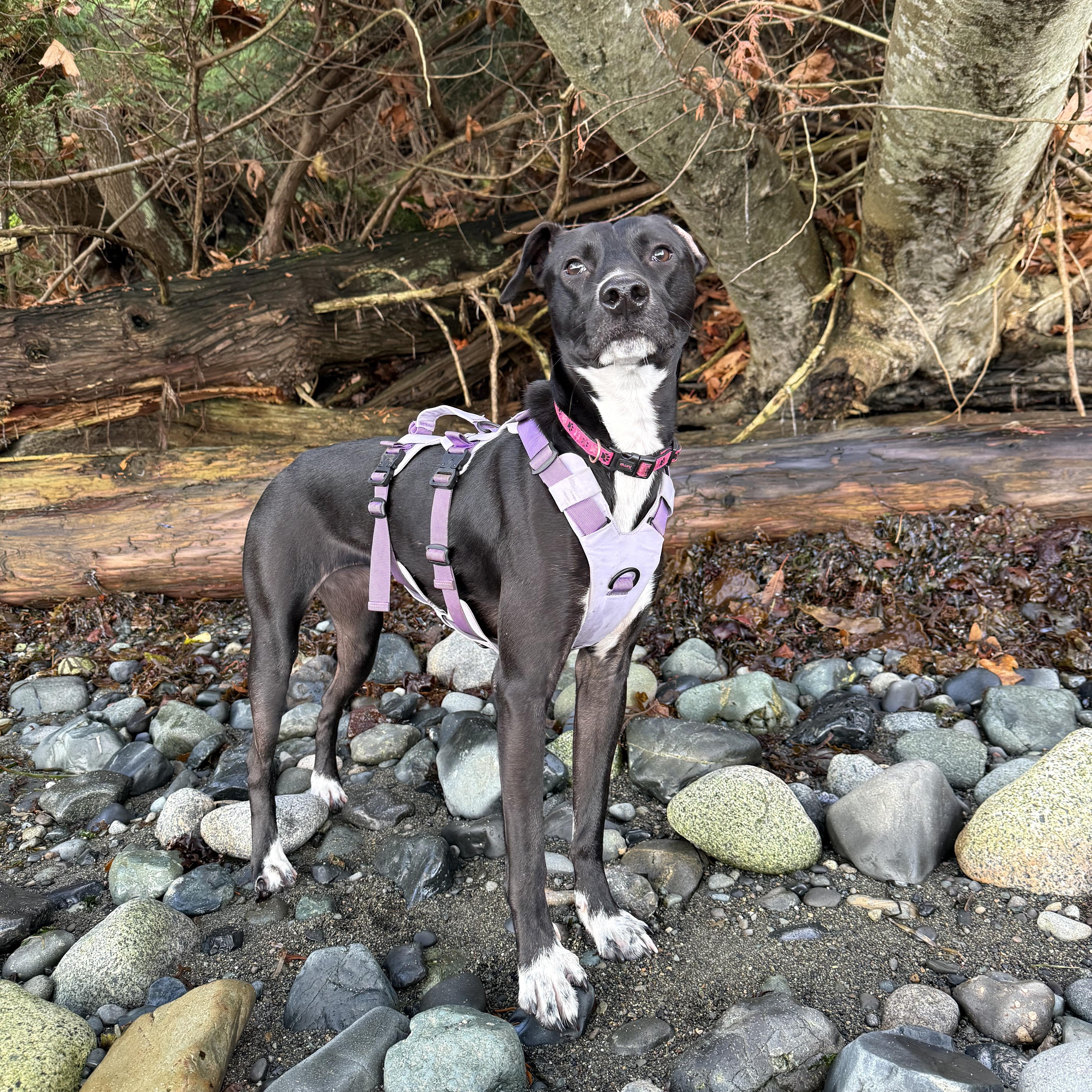 Enlarge Flora, a Adoptable mixed breed in Calgary, AB image 1/4