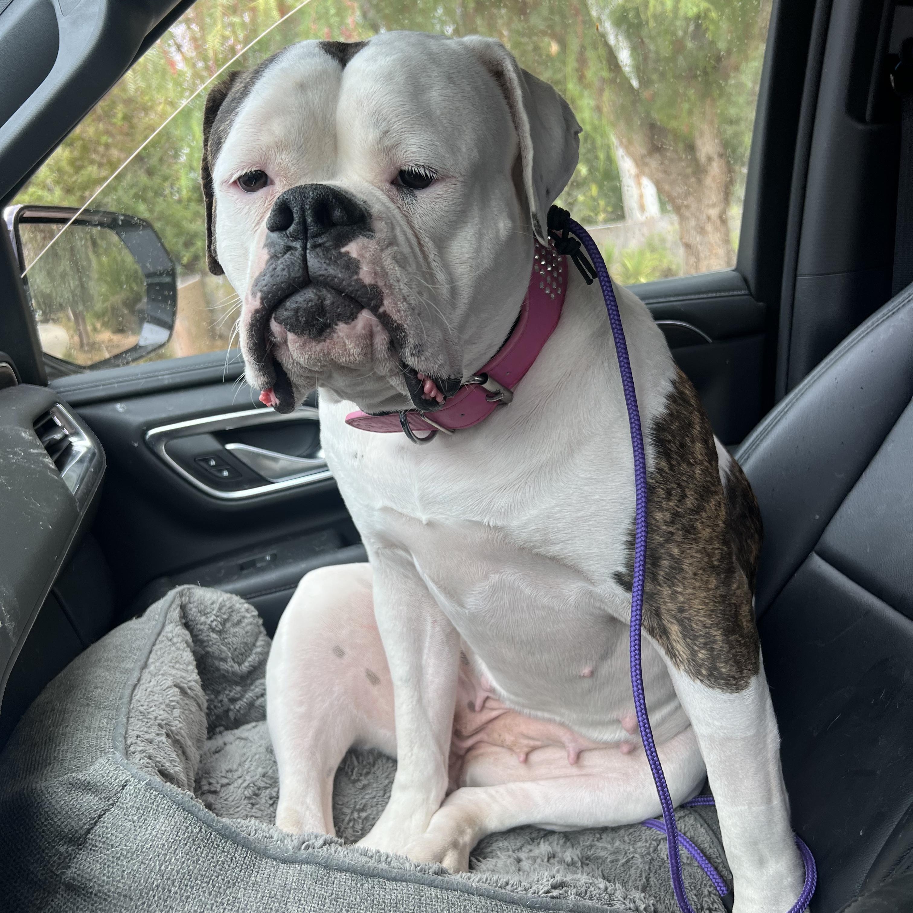 Enlarge Jazzy, an adoptable American Bulldog in Riverside, CA image 6/6