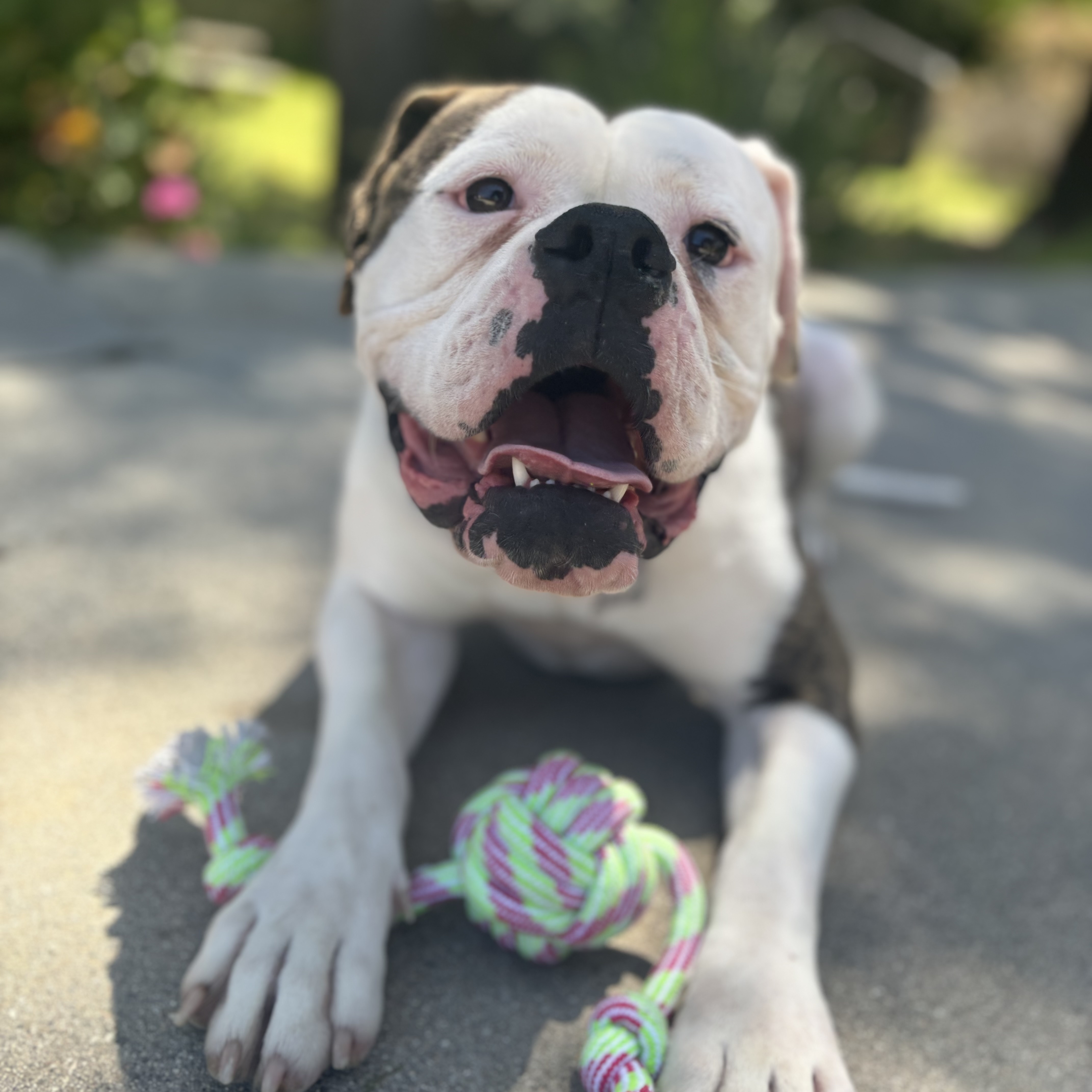 Enlarge Jazzy, an adoptable American Bulldog in Riverside, CA image 5/6