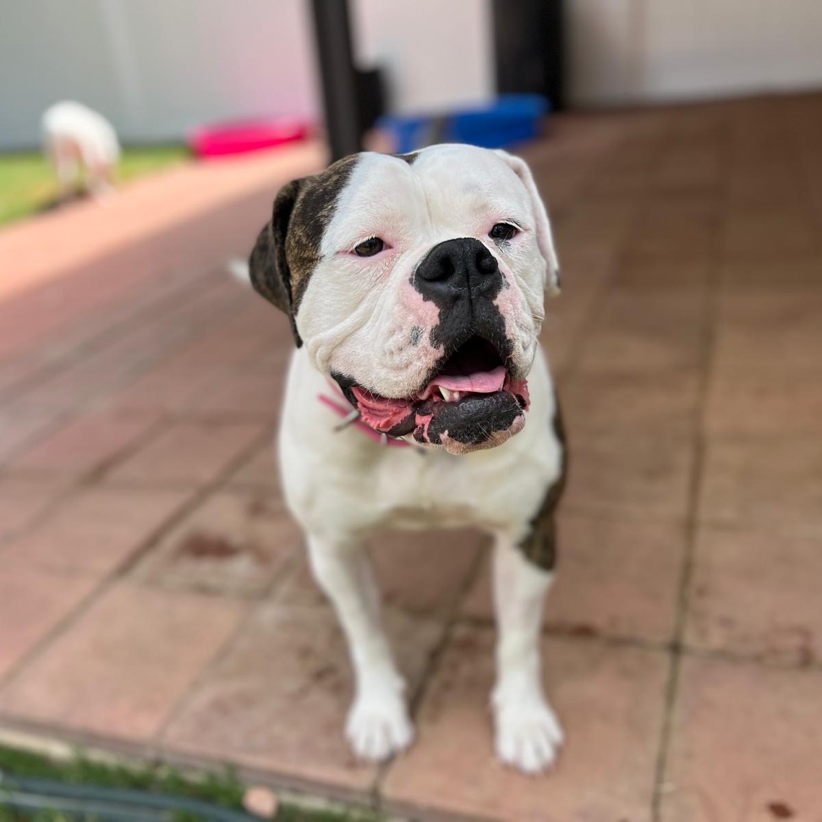 Enlarge Jazzy, an adoptable American Bulldog in Riverside, CA image 3/6