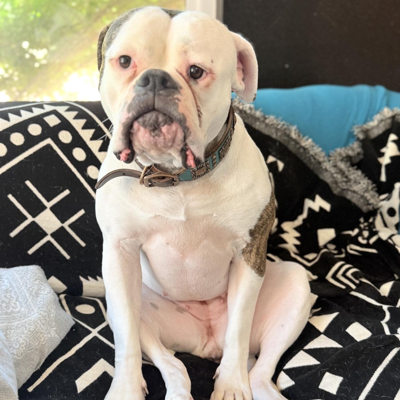 Jazzy, adoptable, Adult Female American Bulldog.
