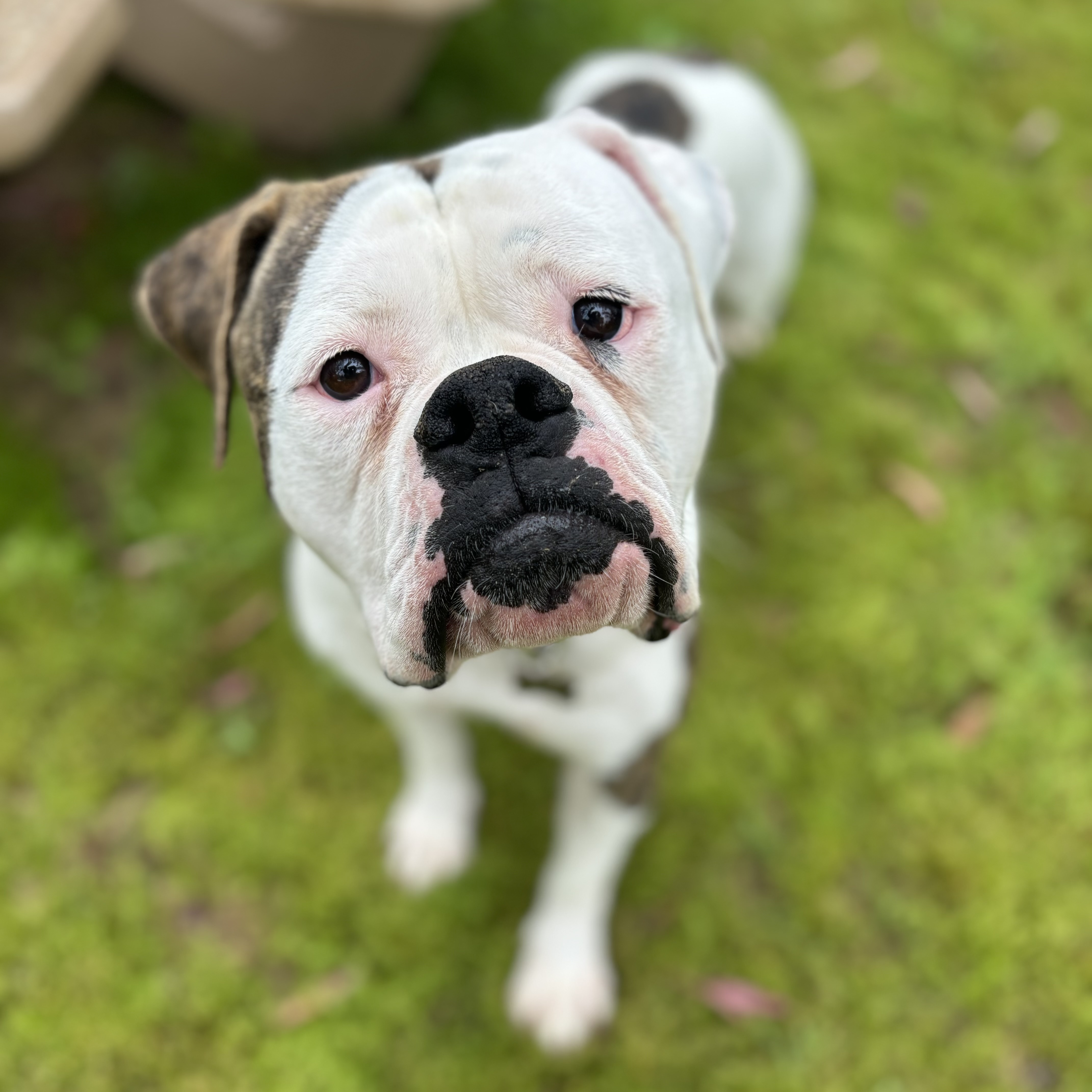 Enlarge Jazzy, an adoptable American Bulldog in Riverside, CA image 2/6