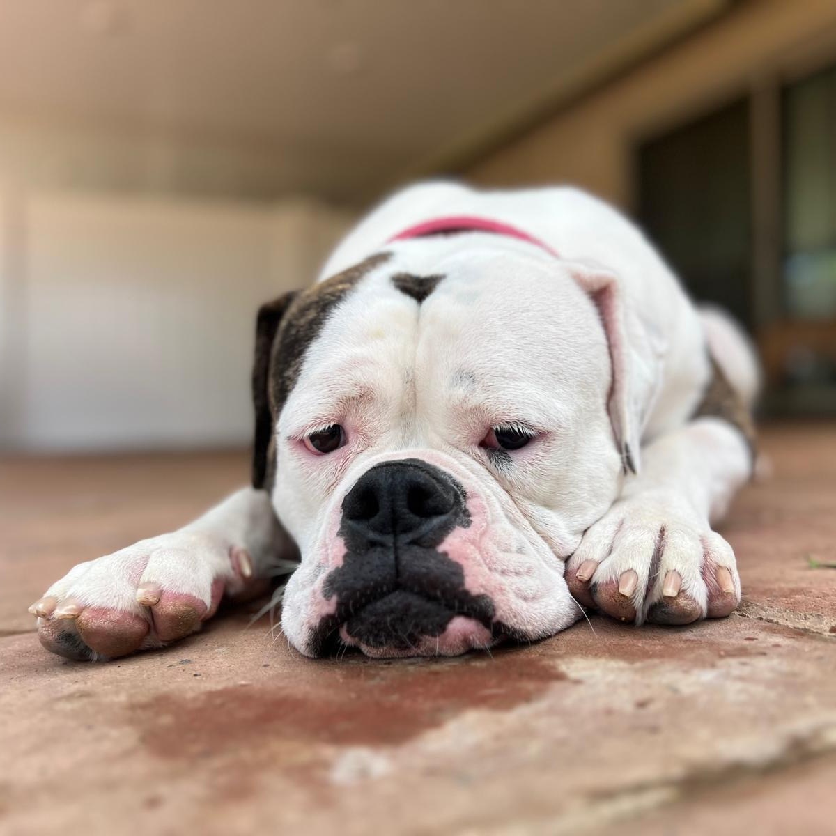 Enlarge Jazzy, an adoptable American Bulldog in Riverside, CA image 4/6