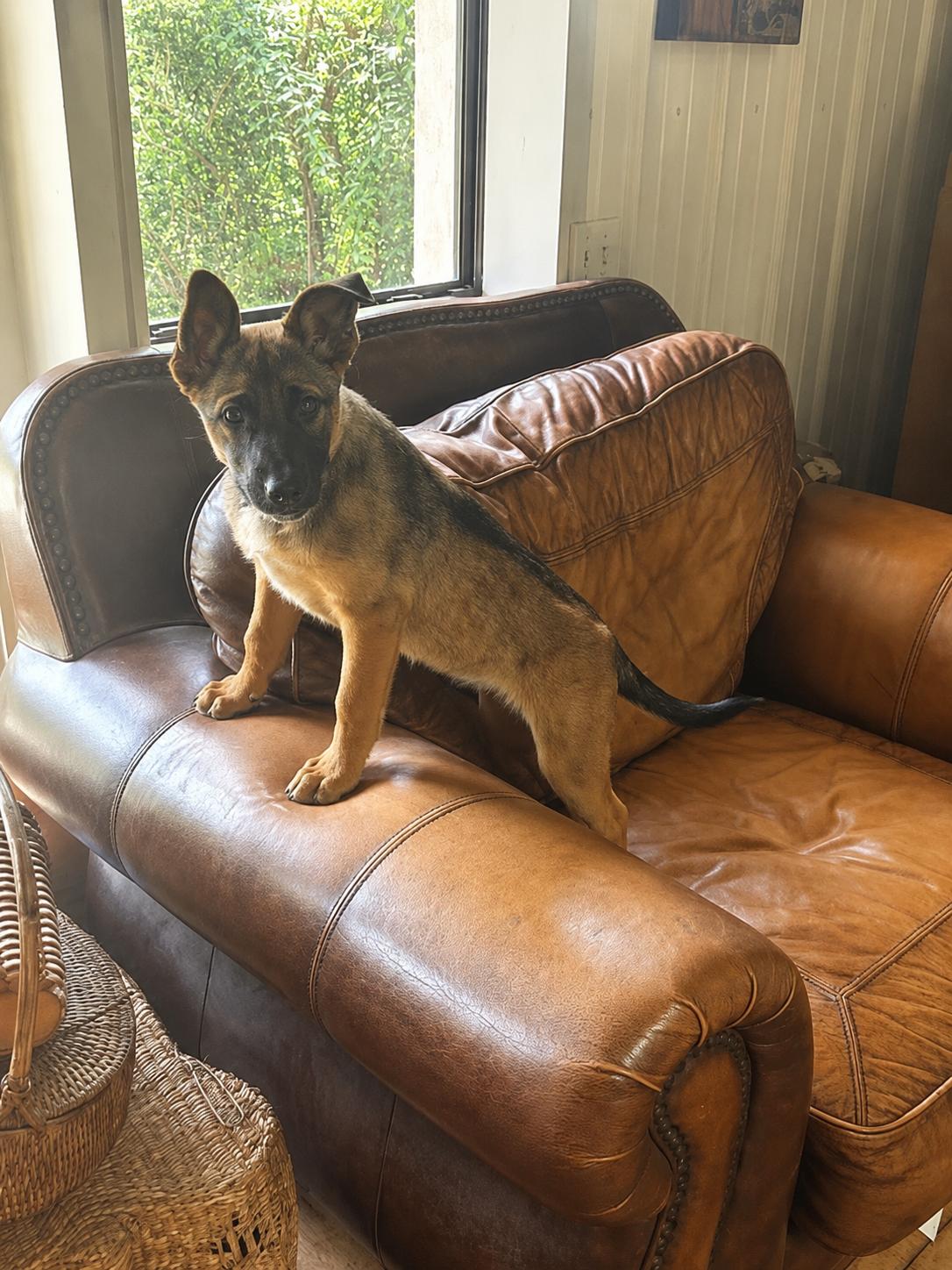 Enlarge Wren, a ADOPTABLE Belgian Shepherd / Malinois in Lockhart, TX image 2/5