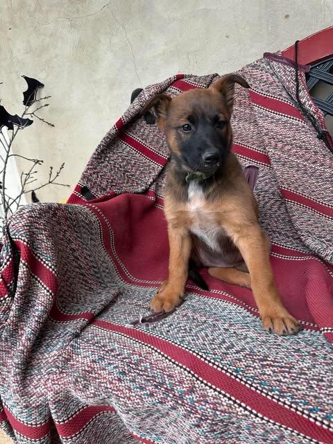 Enlarge Wren, a ADOPTABLE Belgian Shepherd / Malinois in Lockhart, TX image 3/5