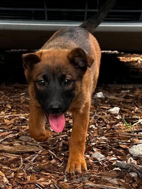 Enlarge Wren, a ADOPTABLE Belgian Shepherd / Malinois in Lockhart, TX image 4/5