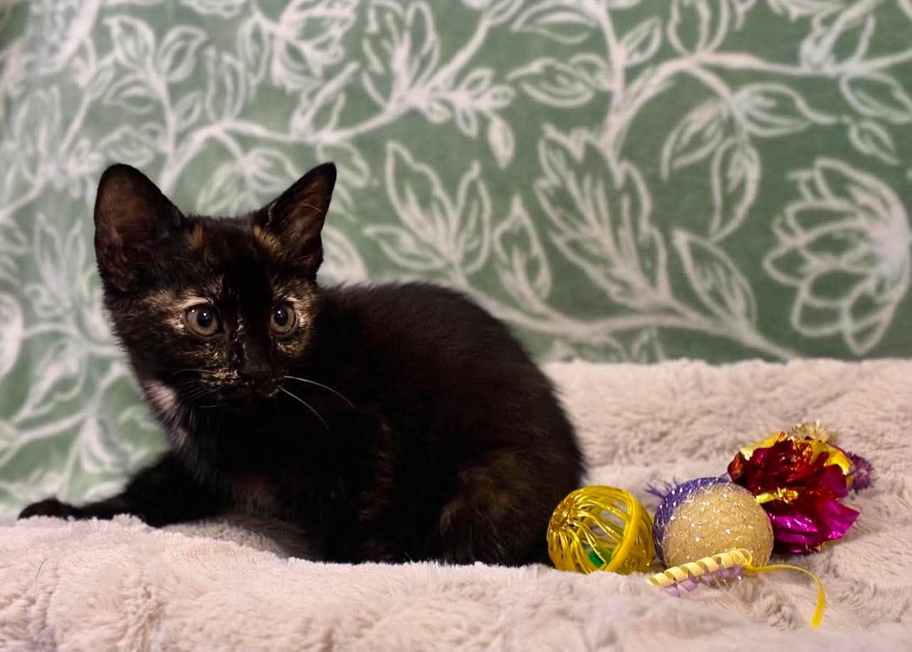 Enlarge Maze, a Adoptable Domestic Short Hair in Farmington, CT image 2/6