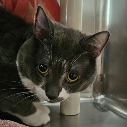 Gizmo, Adoptable, Adult Male Domestic Short Hair & Domestic Short Hair.