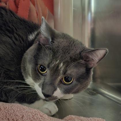 Enlarge Gizmo, a Adoptable mixed breed in Scotia, NY image 2/2