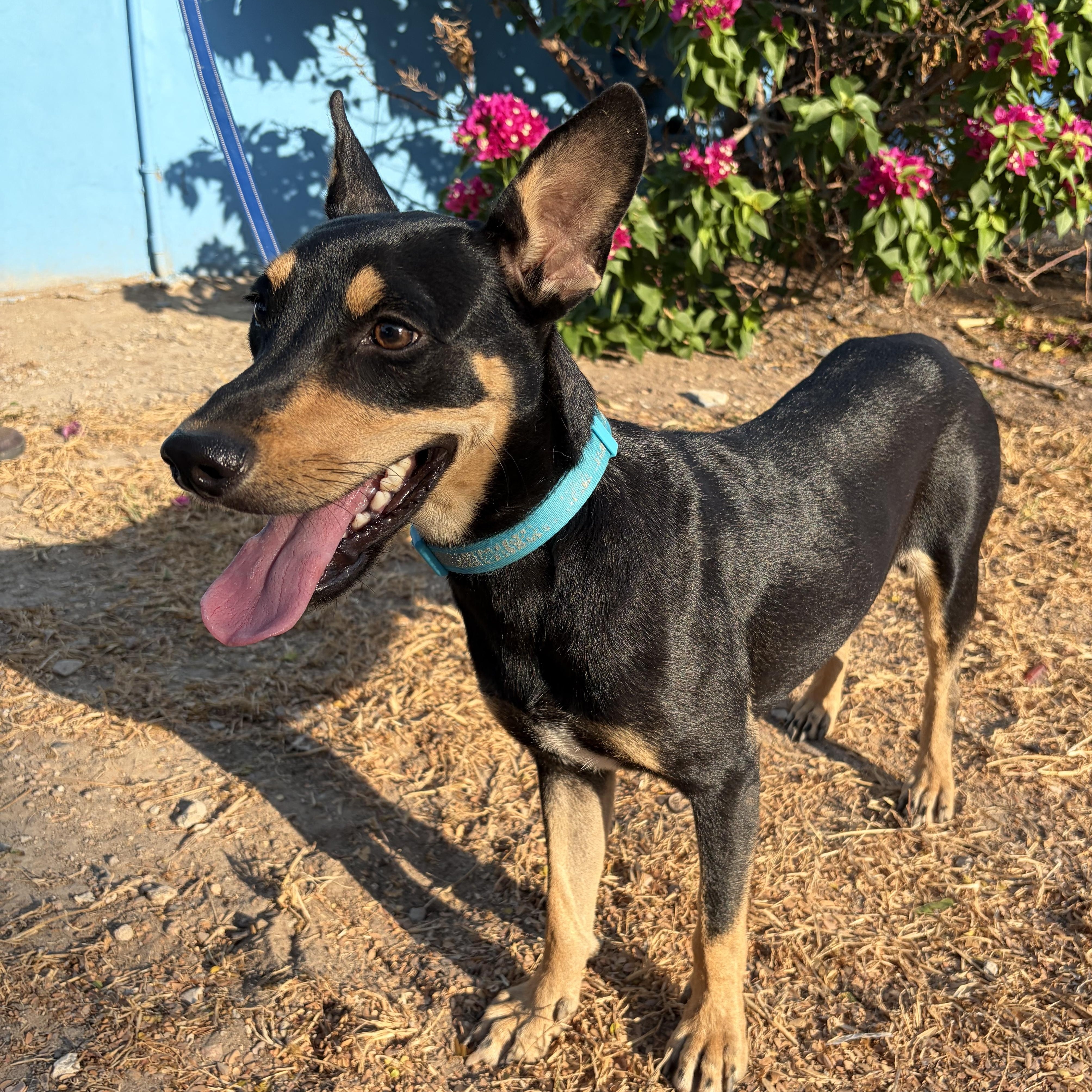 Enlarge Benny, a Adoptable Miniature Pinscher in Denver, CO image 3/4