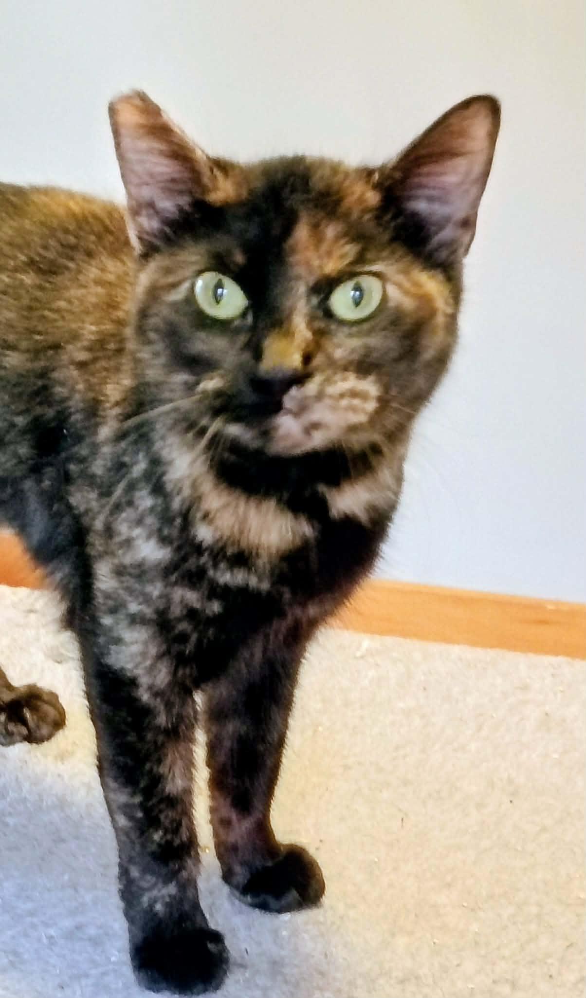 Enlarge Abby, an adopted Tortoiseshell in North Berwick, ME image 2/2