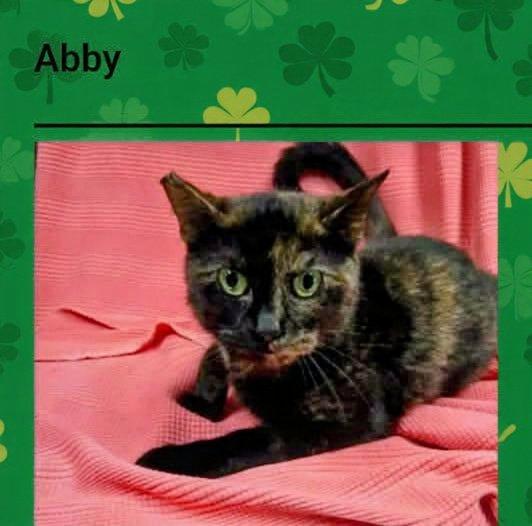 Enlarge Abby, a ADOPTABLE Tortoiseshell in North Berwick, ME image 1/1