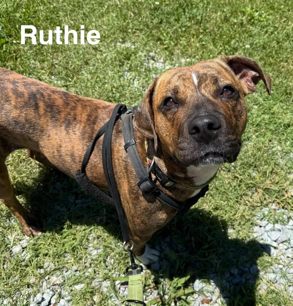 Ruth, a Adoptable Pit Bull Terrier in Camden, TN image 1/3