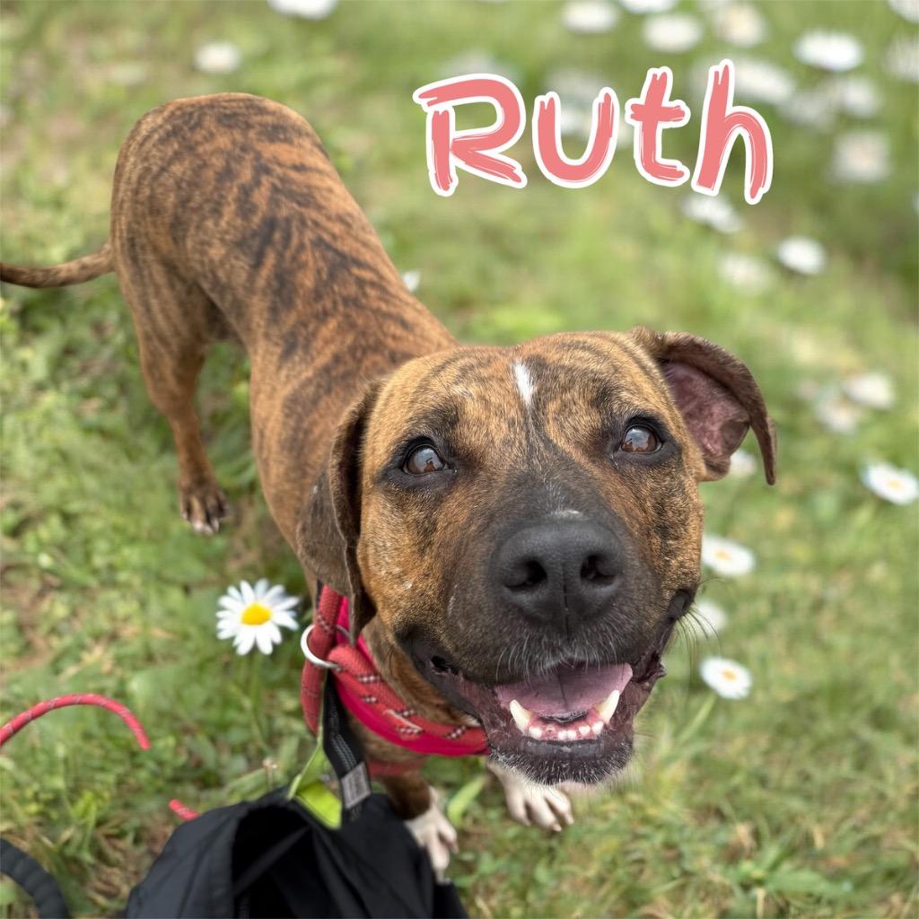 Ruth, Adoptable, Young Female Pit Bull Terrier.