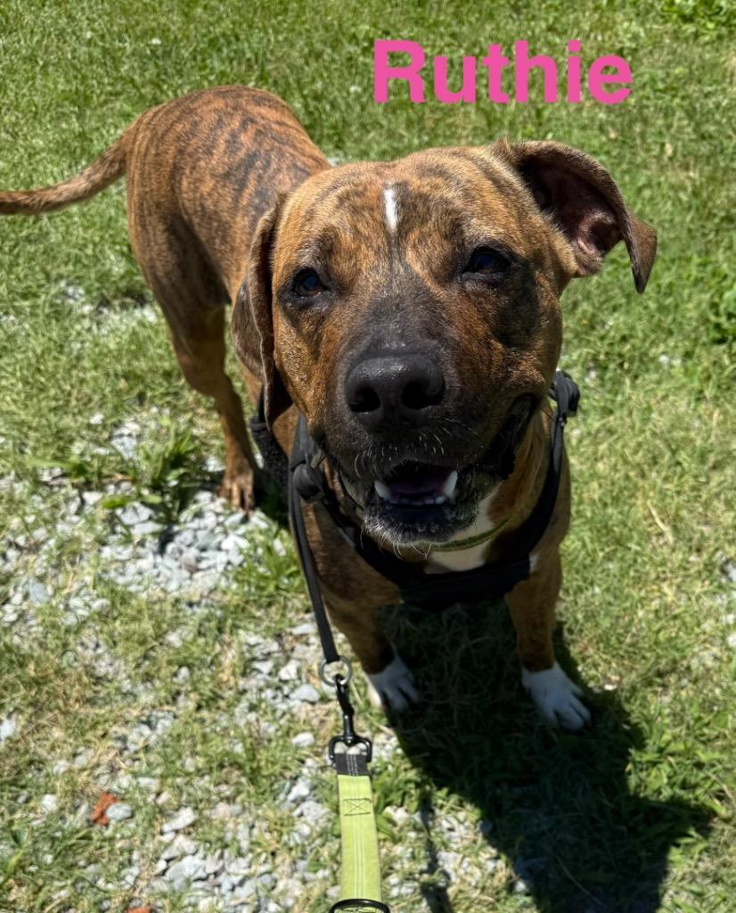 Ruth, a Adoptable Pit Bull Terrier in Camden, TN image 3/3
