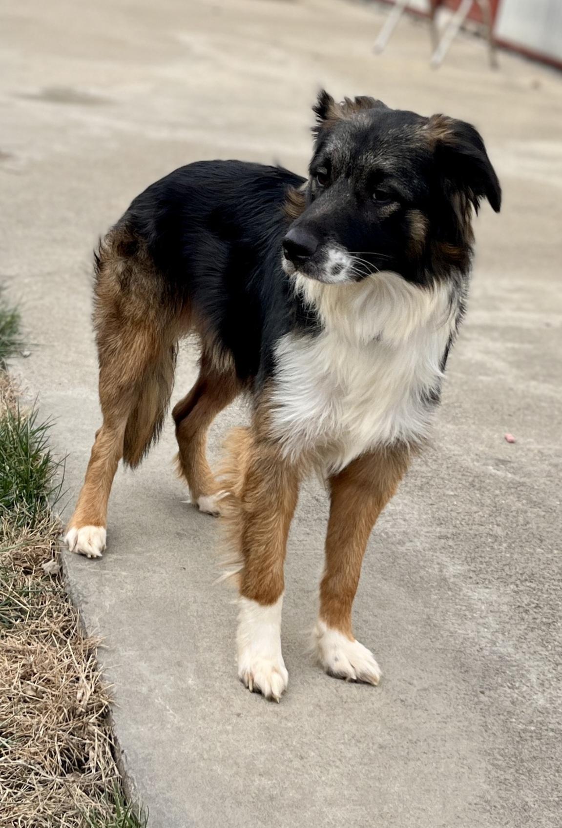 Tyson, ADOPTABLE, Young Male Australian Shepherd & Border Collie.
