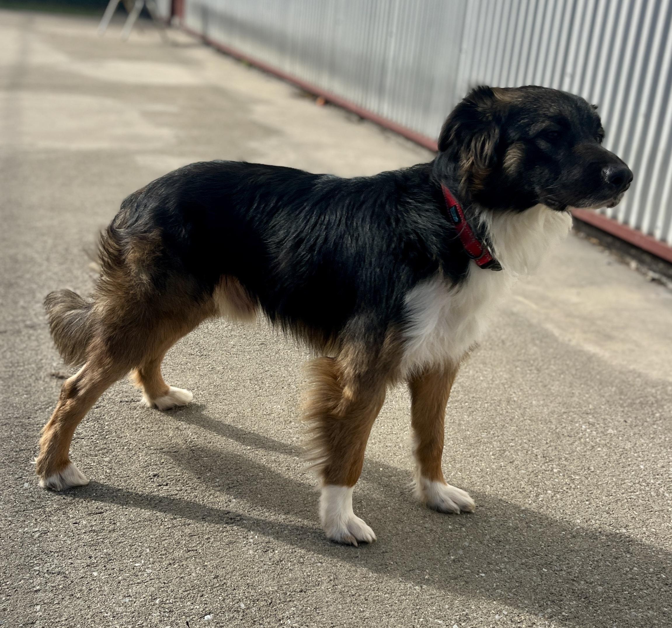 Tyson, a ADOPTABLE mixed breed in Lexington, KY image 2/5