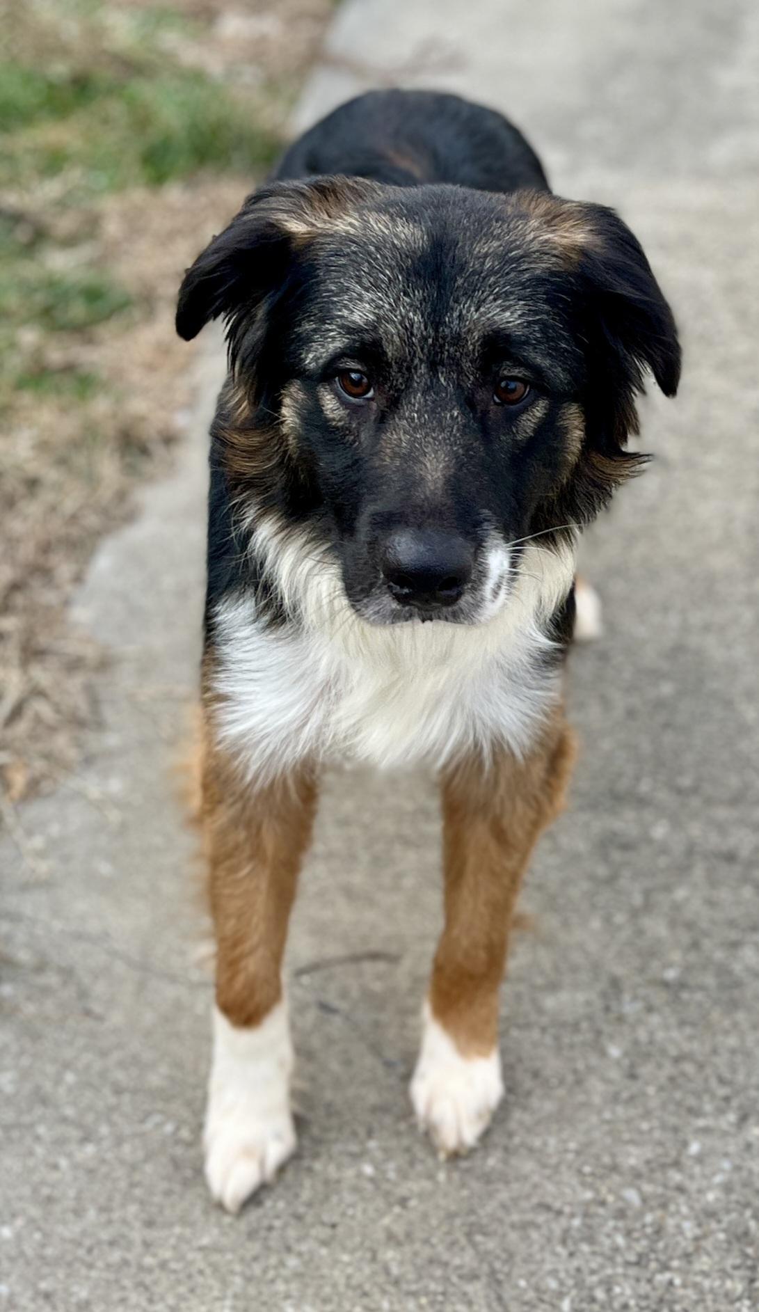Tyson, a ADOPTABLE mixed breed in Lexington, KY image 3/5