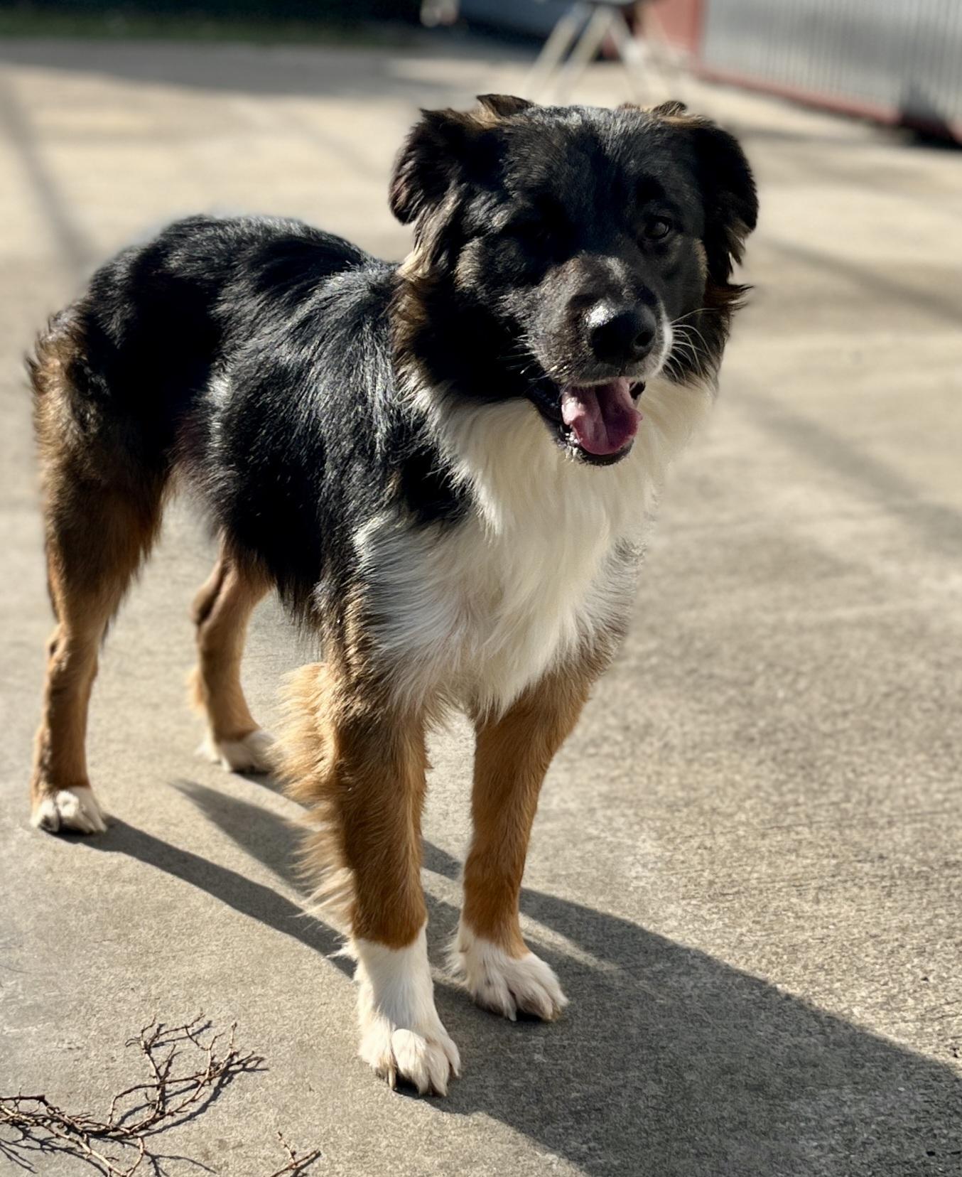 Tyson, a ADOPTABLE mixed breed in Lexington, KY image 4/5