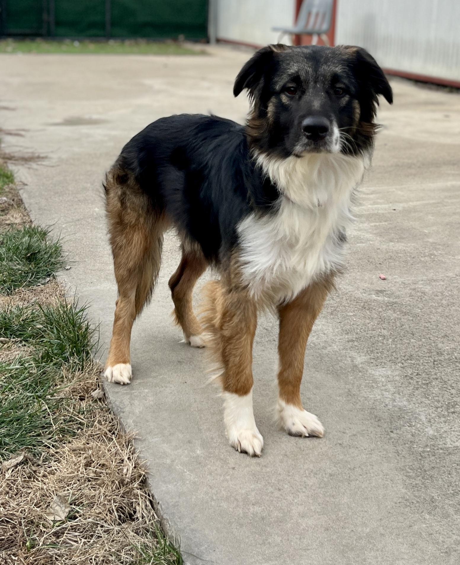Tyson, a ADOPTABLE mixed breed in Lexington, KY image 5/5
