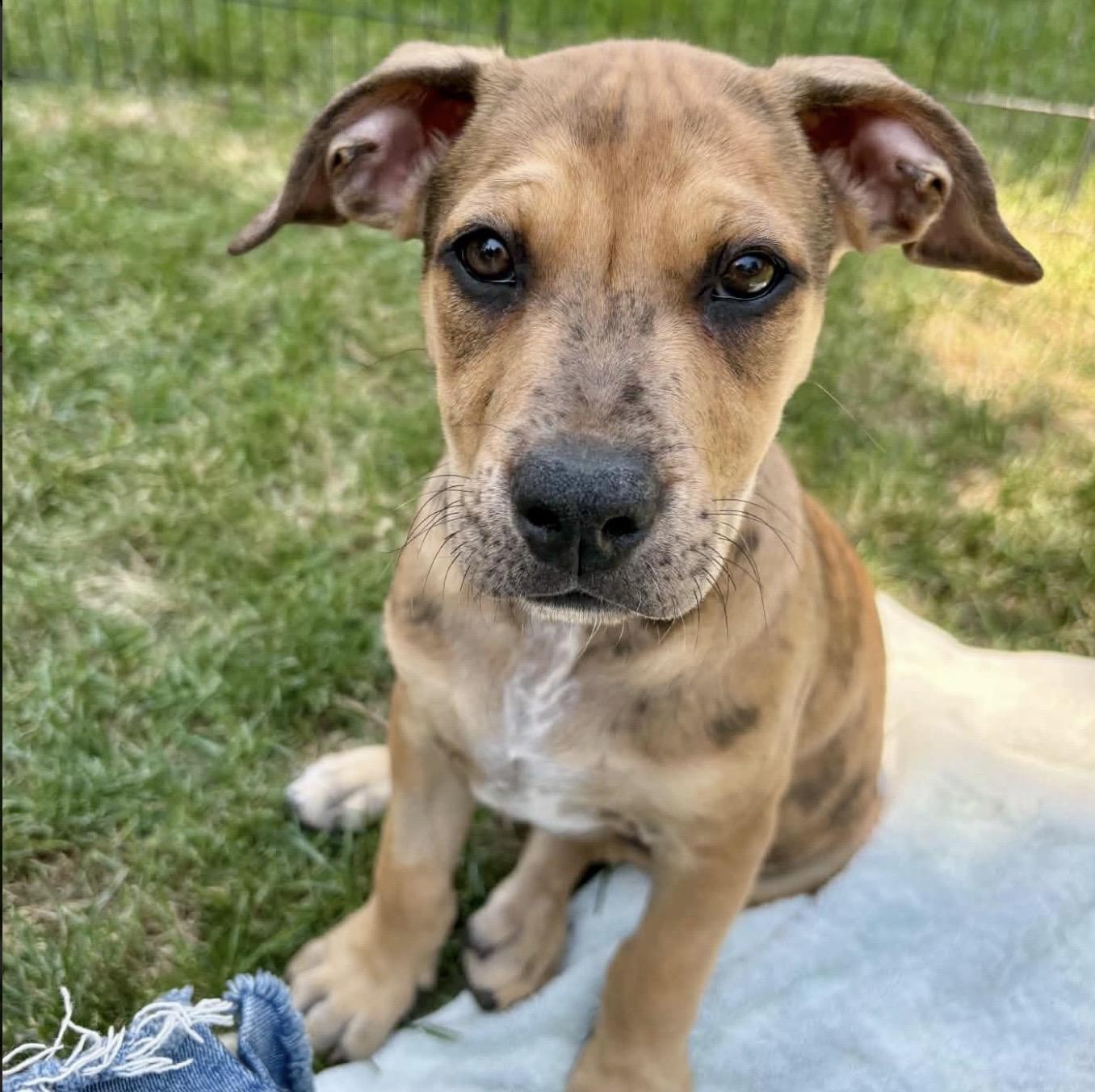 Nash, ADOPTABLE, Puppy Male Pit Bull Terrier & Mixed Breed.
