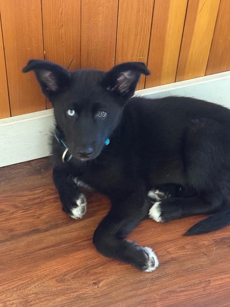 Liberty, a Adoptable mixed breed in St. Helens, OR image 1/5
