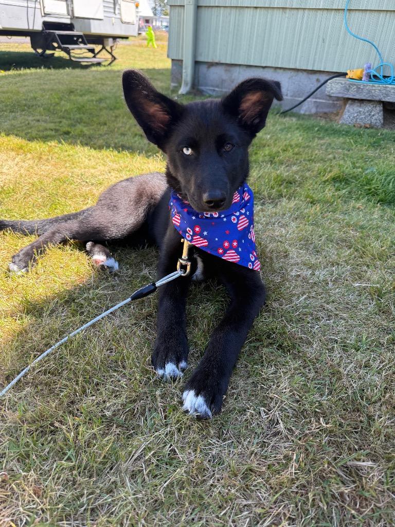Liberty, a Adoptable mixed breed in St. Helens, OR image 2/5