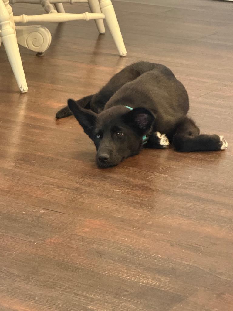 Liberty, a Adoptable mixed breed in St. Helens, OR image 3/5