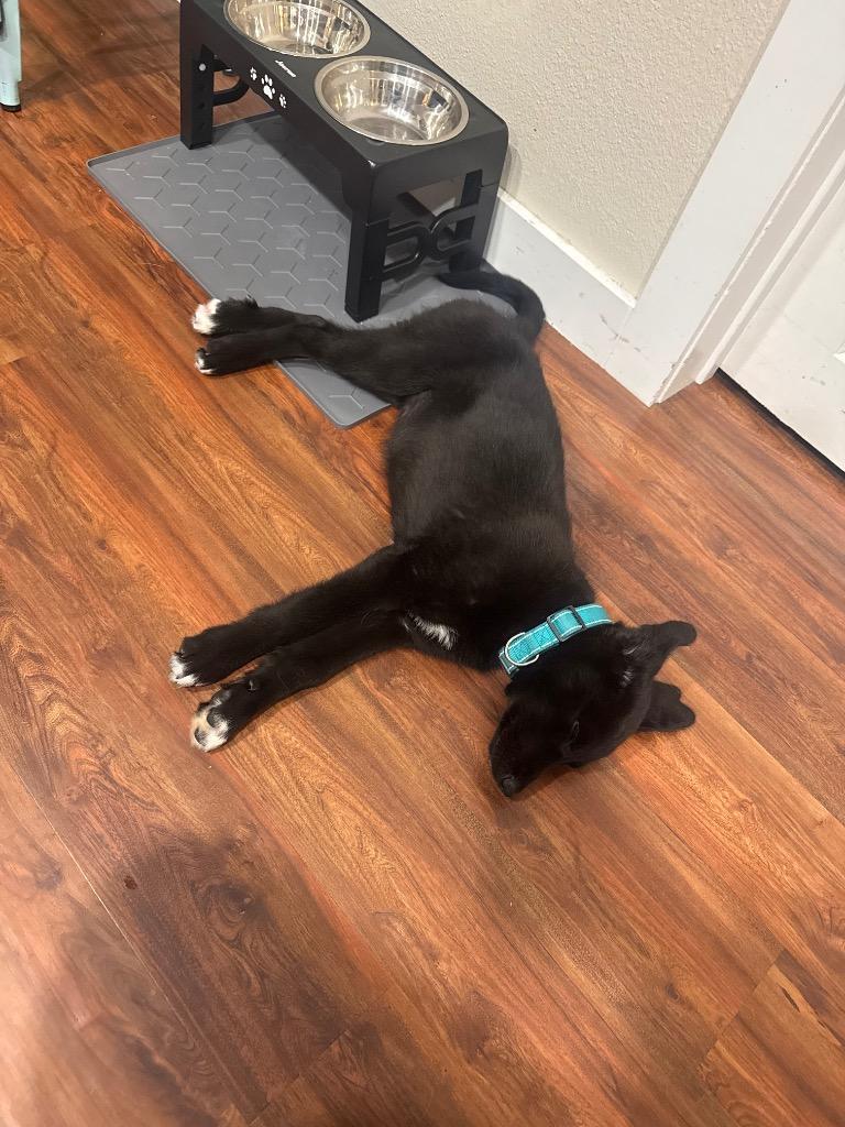 Liberty, a Adoptable mixed breed in St. Helens, OR image 4/5